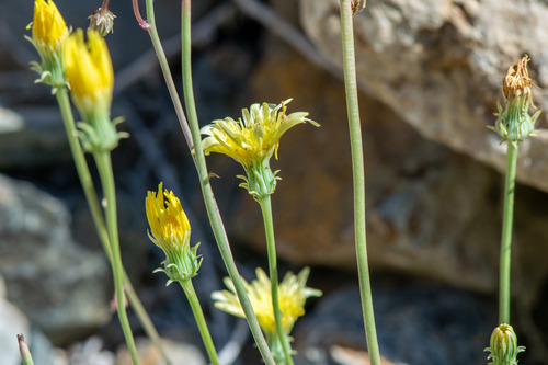 Malacothrix glabrata, 2026-06-03