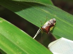 Elasmostethus nubilus