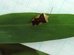 Elasmostethus nubilus