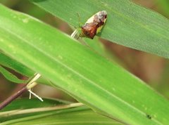 Elasmostethus nubilus