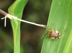 Elasmostethus nubilus