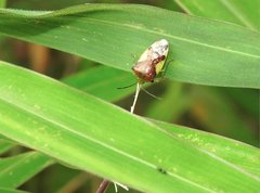 Elasmostethus nubilus