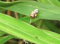 Elasmostethus nubilus