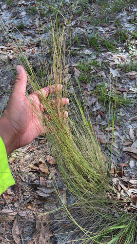 Aristida stricta, 2026-06-05
