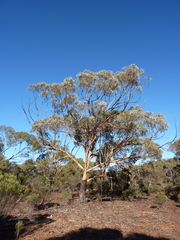 Eucalyptus clelandiorum