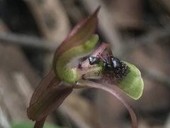 Chiloglottis seminuda