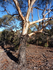 Eucalyptus clelandiorum