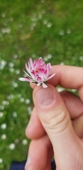 Bellis perennis