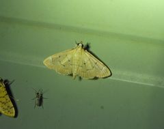 Herpetogramma stultalis