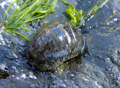 Gnorimosphaeroma oregonense