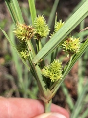 Cyperus conicus