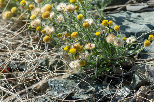 Erigeron aphanactis, photograph 5