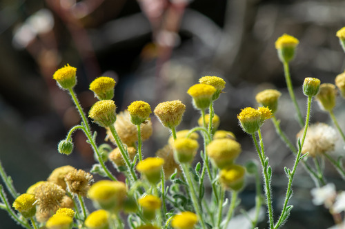 Erigeron aphanactis, photograph 4