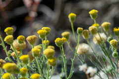Erigeron aphanactis, photograph author not stated, no rights reserved