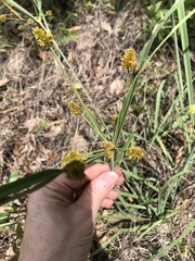 Cyperus conicus