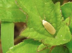 Danielithosia immaculata