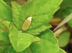 Danielithosia immaculata