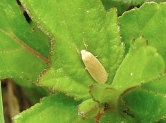 Danielithosia immaculata