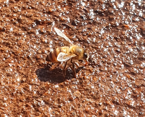 Western Honey Bee