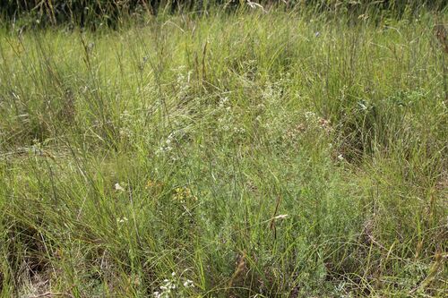 Galium glaucum, photograph 3