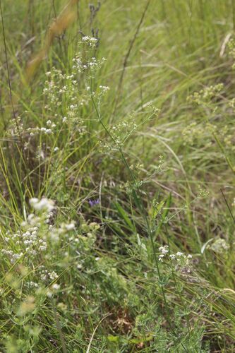 Galium glaucum, photograph 4