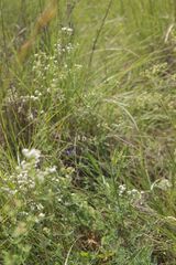 Galium glaucum, photograph (c) Olivier Argagnon, some rights reserved (CC BY)
