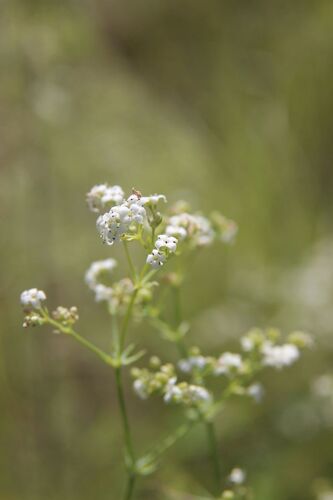 Galium glaucum, photograph 5