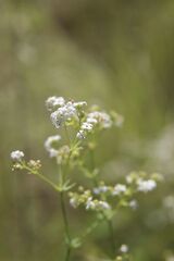 Galium glaucum, photograph (c) Olivier Argagnon, some rights reserved (CC BY)