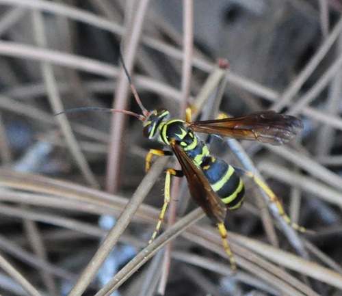 Interrupted Spider Wasp photo 5