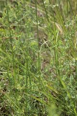 Galium glaucum, photograph (c) Olivier Argagnon, some rights reserved (CC BY)