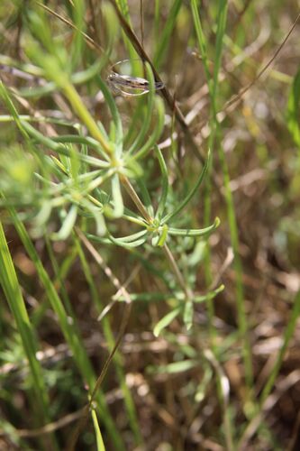 Galium glaucum, photograph 2