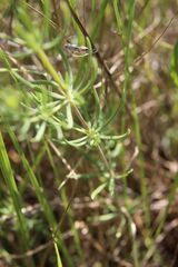 Galium glaucum, photograph (c) Olivier Argagnon, some rights reserved (CC BY)