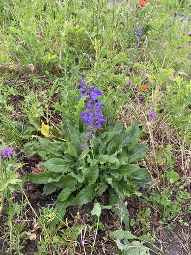 Meadow Sage