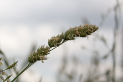 Dactylis glomerata