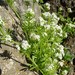 Galium samuelssonii - Photo (c) יאיר אור, algunos derechos reservados (CC BY-NC-SA), subido por יאיר אור