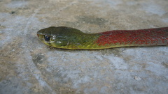 Rhabdophis