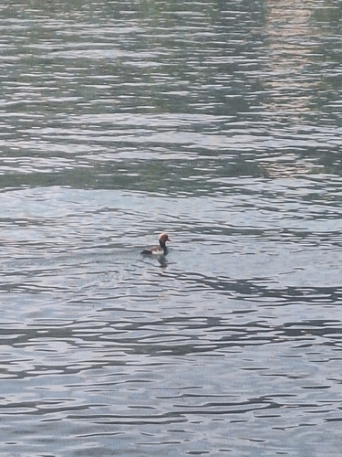 iNaturalist image