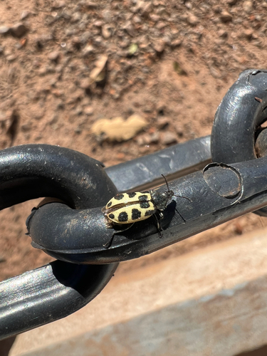 Astylus variegatus