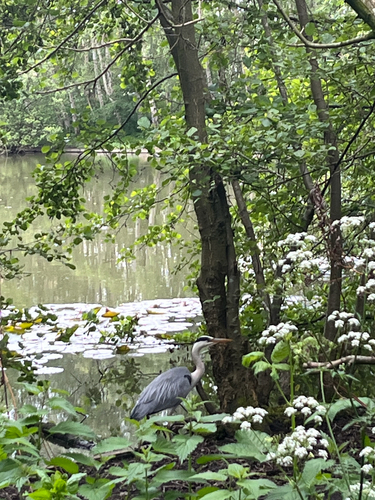 iNaturalist: (c) djthegreatexplorer, some rights reserved (CC BY-NC) iNaturalist image