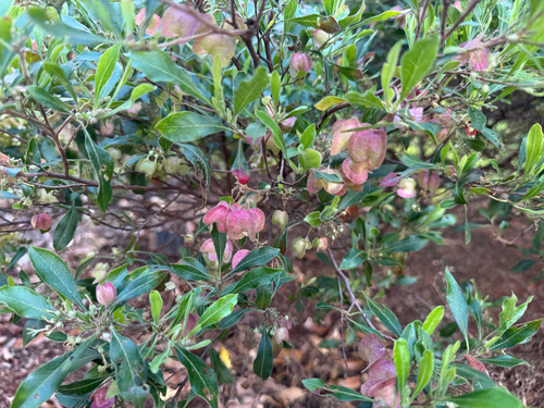 Dodonaea viscosa observed 2026-05-10