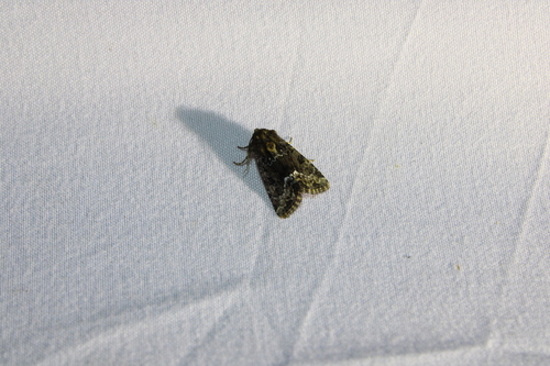 Marbled Minor photo 3