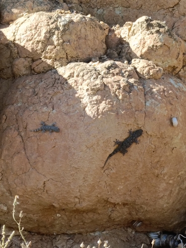 Moorish Gecko