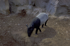 Tapirus indicus