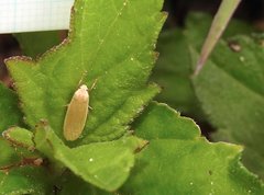 Danielithosia immaculata