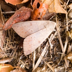 Ophiusa disjungens