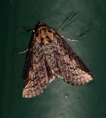Lophoptera vittigera