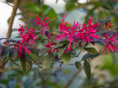 Loropetalum chinense, photograph (c) Óscar Sampedro, some rights reserved (CC BY)