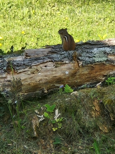 Eastern Chipmunk