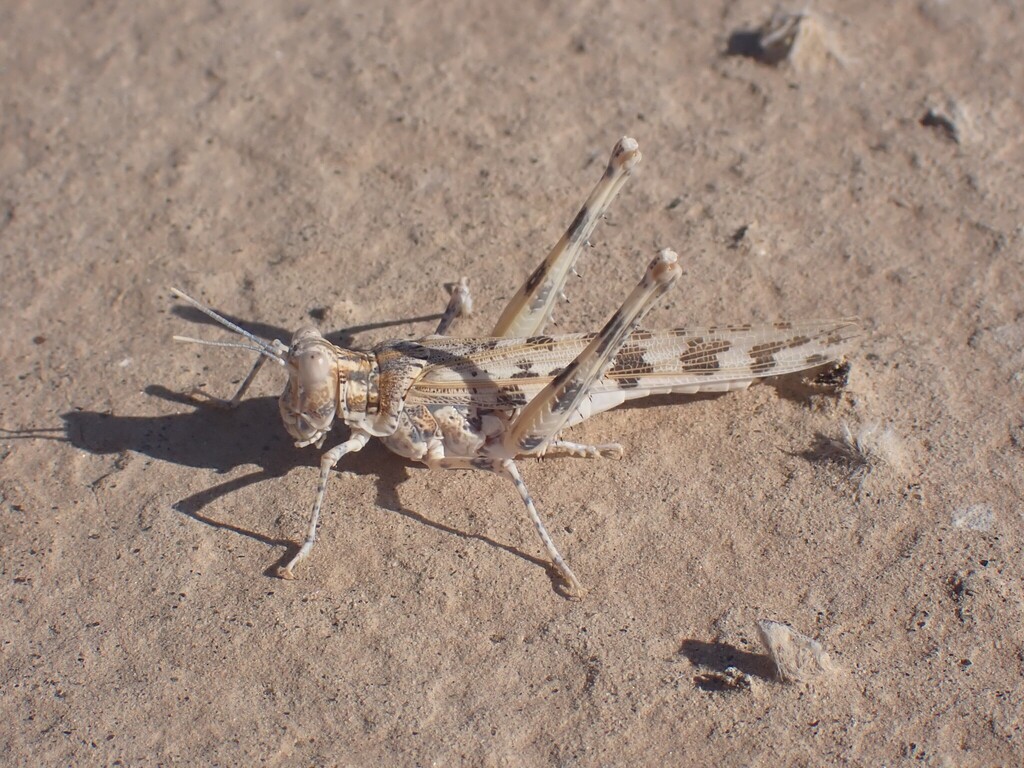 Spanistic Desert Grasshopper