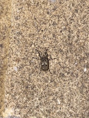 Euparius